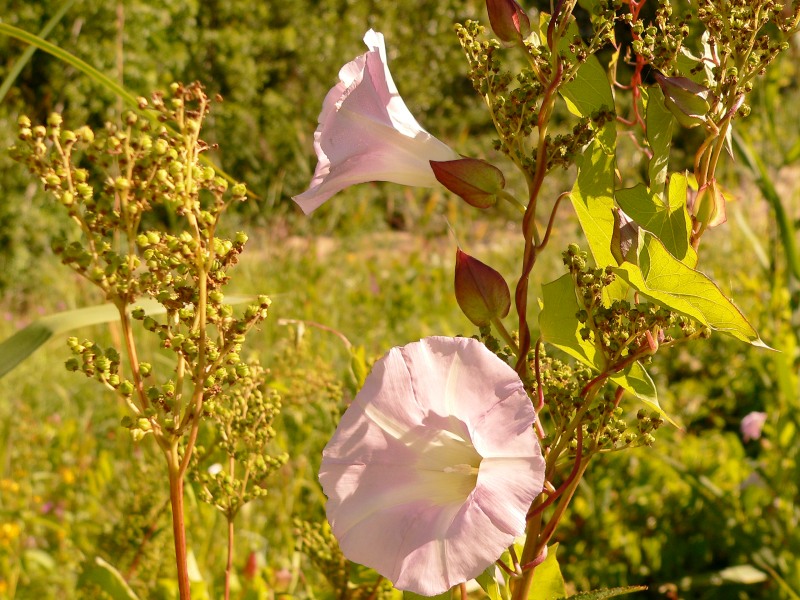 Larger Bindweed, Hedge Bindweed (Calystegia sepium)