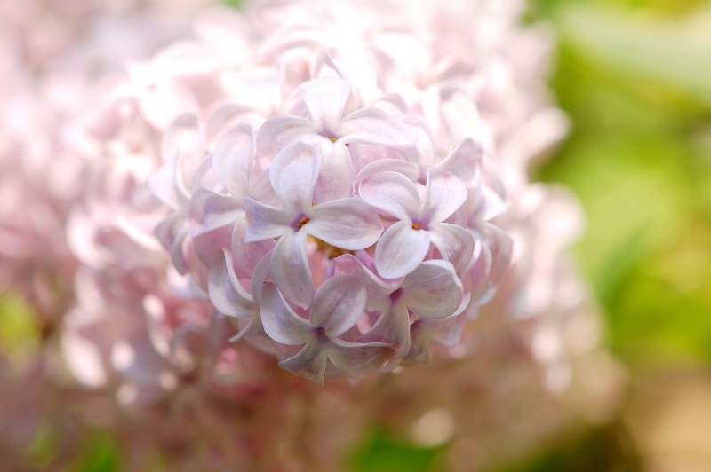 Lilo, lila o lila común (Syringa vulgaris)