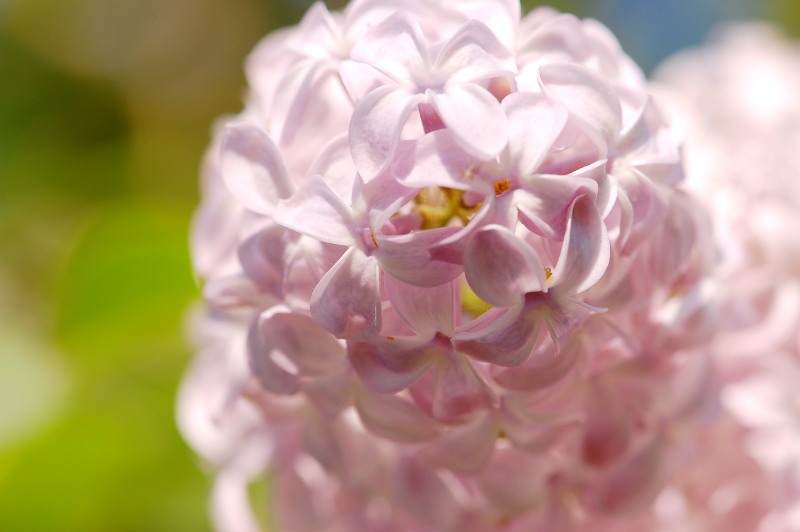 Common lilac (Syringa vulgaris)