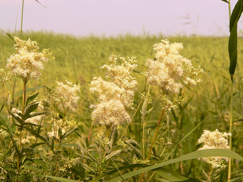 Белоголовник трава свойства и применение фото полезные свойства и применение