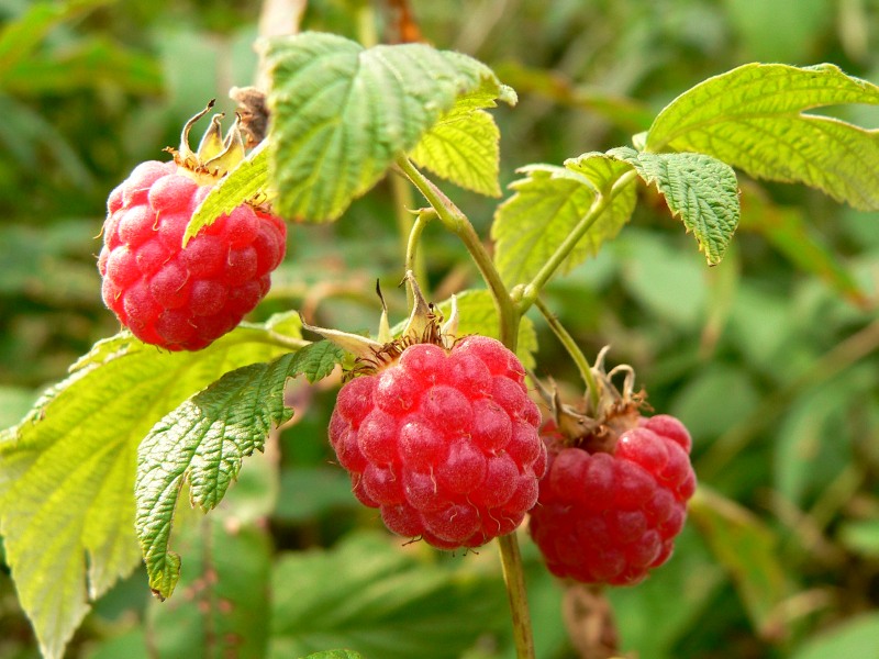 Raspberry (Rubus idaeus)