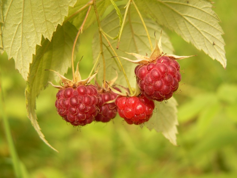 Framboisier (Rubus idaeus)