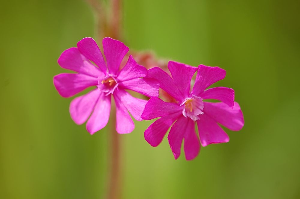 Compagnon rouge (Silene dioica)