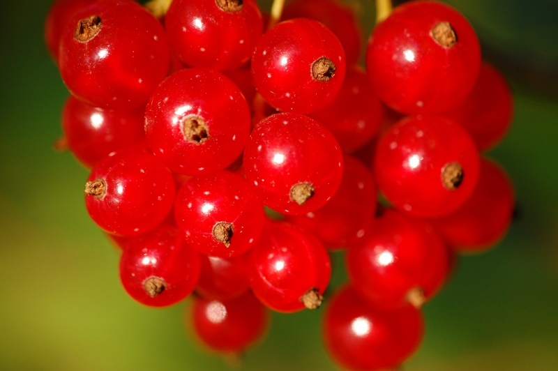 Rote Johannisbeere, Rote Ribisel (Ribes rubrum)