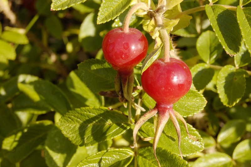 Rosa japonesa, Rosa Ramanas (Rosa rugosa)