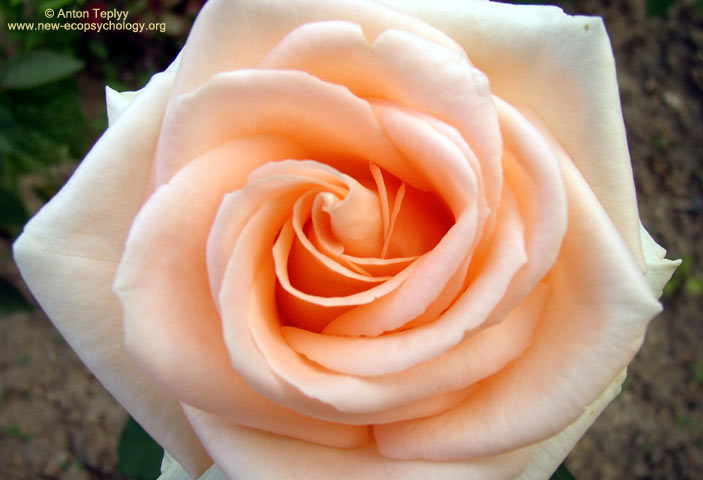 Ruusut (Rosa)