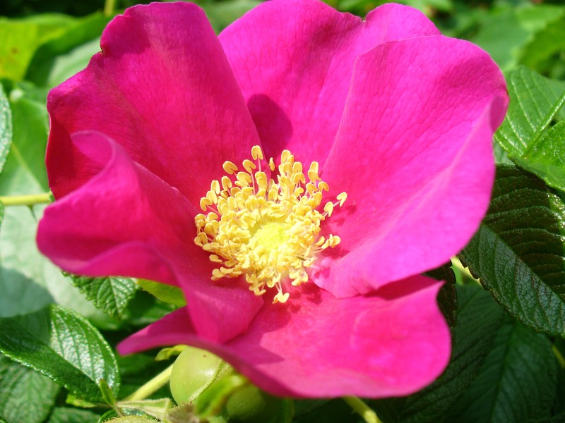 Kartoffel-Rose (Rosa rugosa)