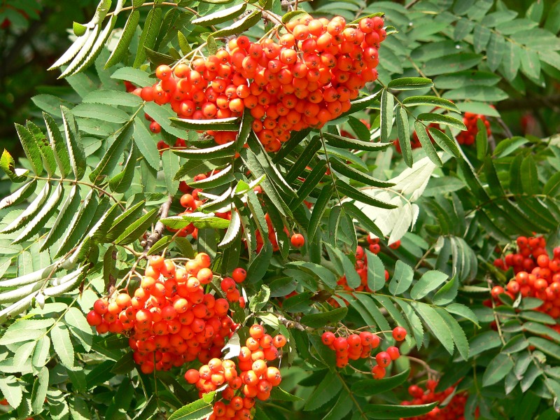 Sorbier des oiseleurs ou sorbier des oiseaux (Sorbus aucuparia)