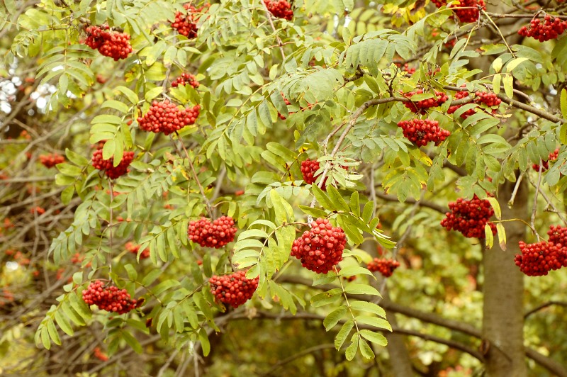 Рябина обыкновенная (Sorbus aucuparia)