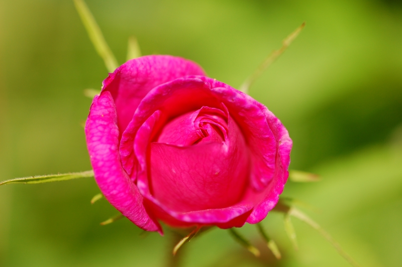 Rugosa Rose, Japanese Rose, or Ramanas Rose (Rosa rugosa)