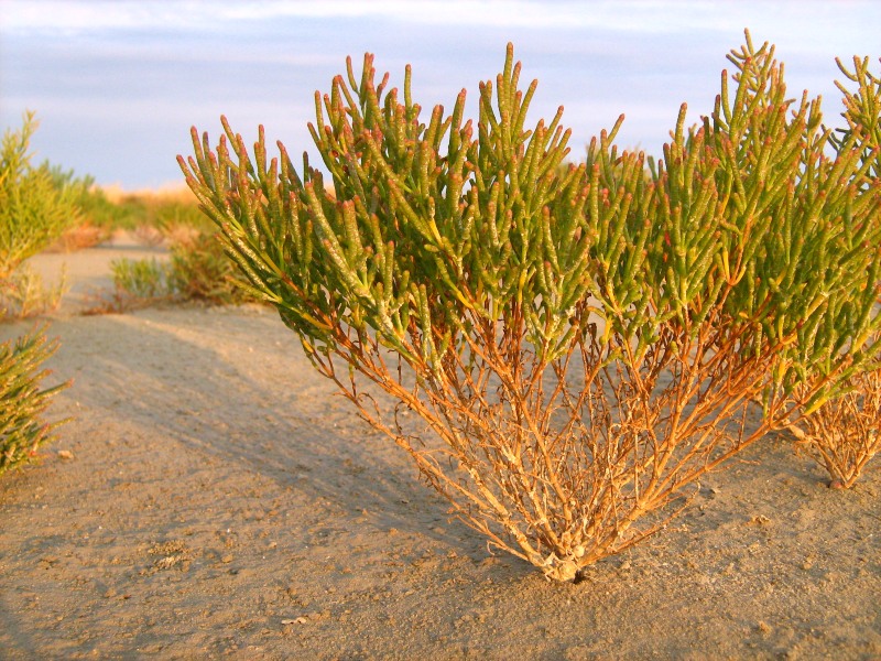 Солерос европейский, или травянистый (Salicornia europaea)
