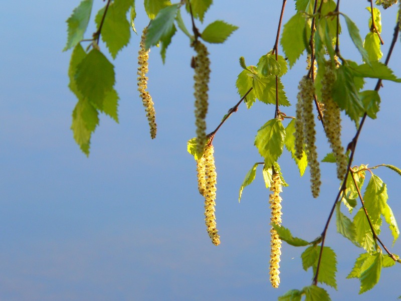 Abedul primaveral (Betula pendula, betula verrucosa)