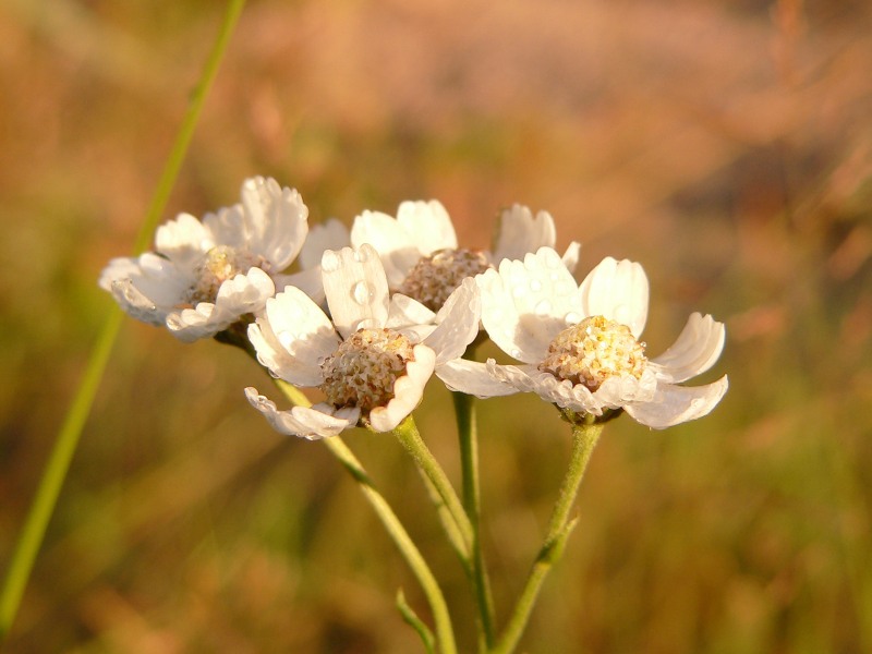 Sumpf-Schafgarbe oder Bertram-Schafgarbe (Achillea ptarmica)