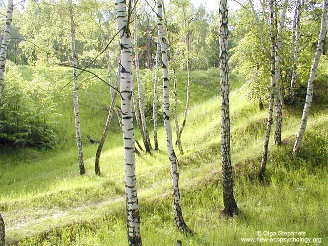 Spring birches (Betula pubescens)