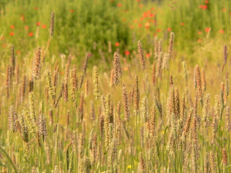 Timothy Grass (Phleum pratense)