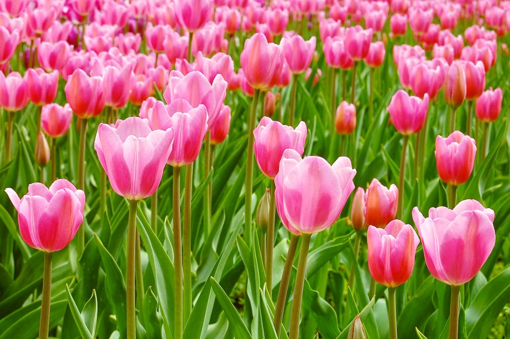 Tulipes (Tulipa)