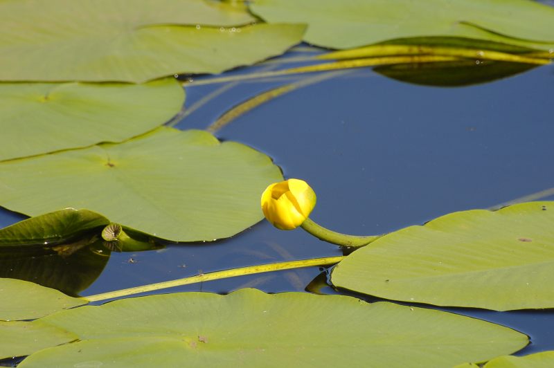 Nénuphar jaune, nénufar (Nuphar lutea)