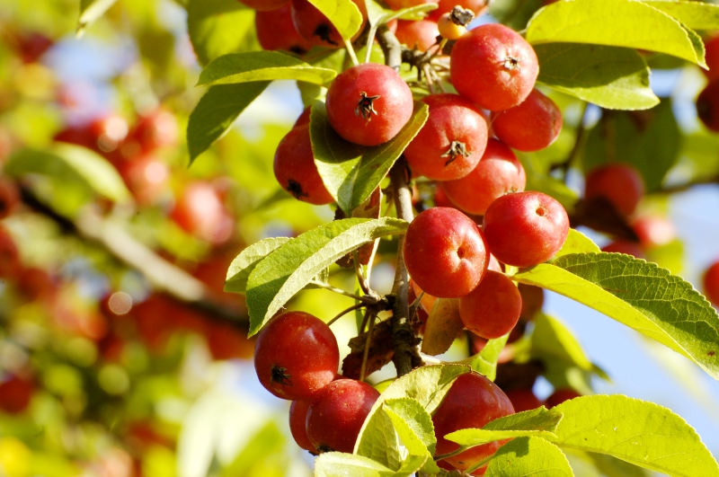 Pommier sauvage (Malus sylvestris)