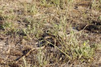 Caspian whipsnake (Coluber caspius)