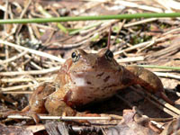 林蛙 (Rana temporaria)