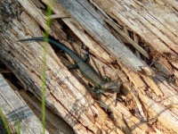 Common Lizard (Lacerta vivipara)