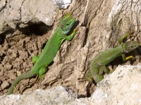 Lagarto verde oriental (Lacerta viridis)