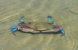Blaukrabbe oder Blaue Schwimmkrabbe (Callinectes sapidus)