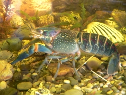 Danube crayfish (Astacus leptodactylus)