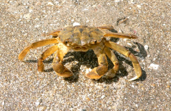 Krabbe (Liocarcinus vernalis)