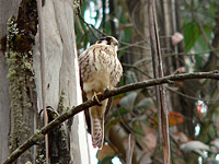 Пустельга американская (Falco sparverius)