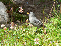 Band-tailed Seedeater (Catamenia analis)