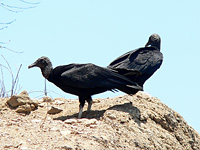 Urubu noir (Coragyps atratus)
