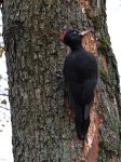 黑啄木鳥 (Dryocopus martius)