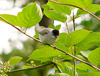 黑顶林莺 (Sylvia atricapilla)