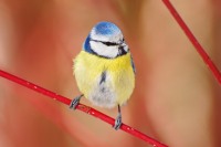 Mésange bleue (Parus caeruleus)