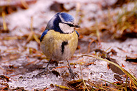 藍山雀 (Parus caeruleus)