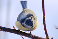 Лазоревка (Parus caeruleus)