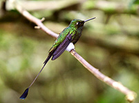 Booted Racket-tail Hummingbird (Ocreatus underwoodii)