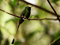 Booted Racket-tail Hummingbird (Ocreatus underwoodii)