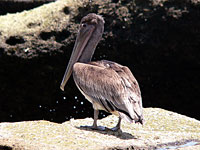 Pelícano pardo (Pelecanus occidentalis)