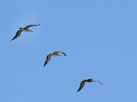 Пеликан бурый (Pelecanus occidentalis)