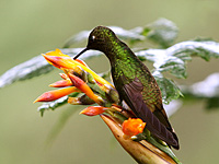 Colibrì (Boissonneaua flavescens)