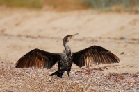Grand cormoran, ou cormoran commun (Phalacrocorax carbo)