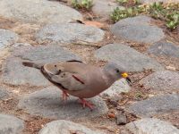 Croaking Ground-dove (Columbina cruziana)