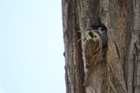 Pikkuvarpunen (Passer montanus)