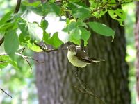 Garden Warbler (Sylvia borin)