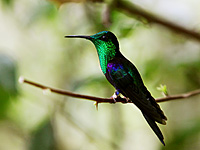 Kolibri (Thalurania fannyi)