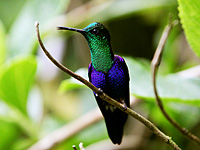Kolibri (Thalurania fannyi)