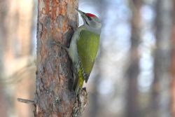 European green woodpecker (Picus viridis)