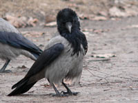 Corneille mantelée (Corvus cornix)